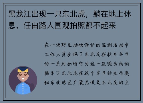 黑龙江出现一只东北虎，躺在地上休息，任由路人围观拍照都不起来